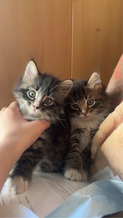 отдам котят в хорошие руки