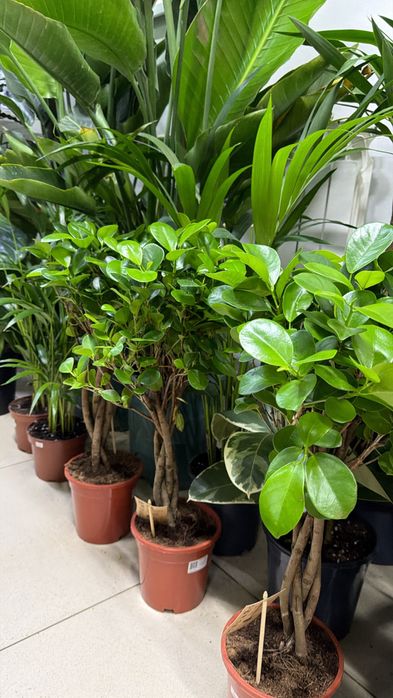 Недорогие цветы к празднику