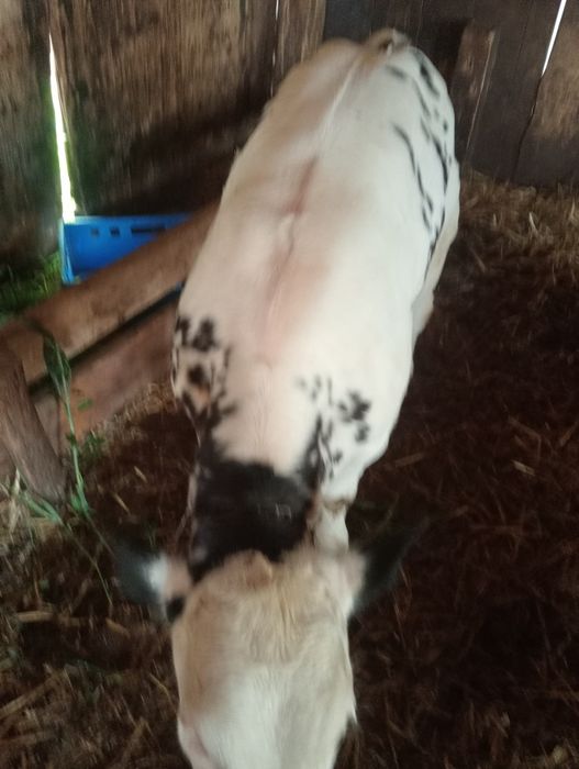 Vând 2vitele frumoase și bune