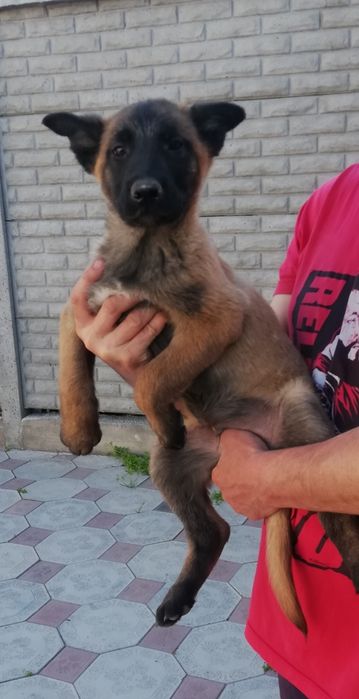 Продаётся щенок бельгиец