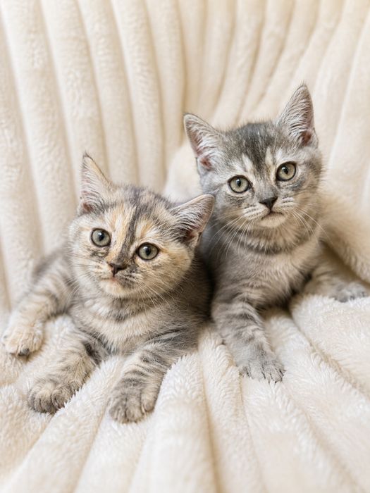 Шотландская кошечка Скотиш-страйт