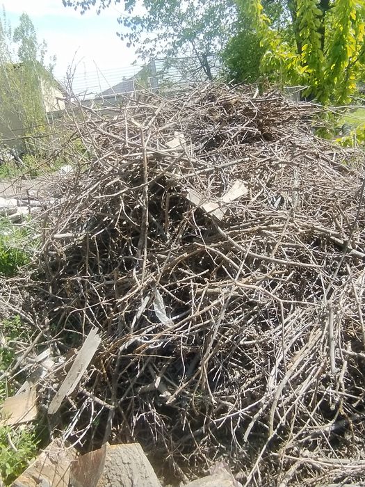 Qurigan o'tin shox sotiladi