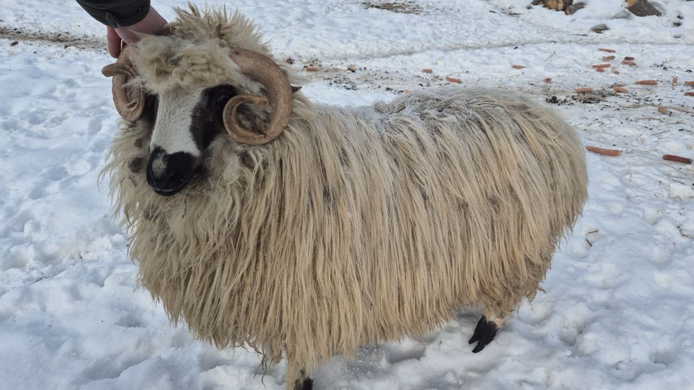 Vând berbec de anu trecut