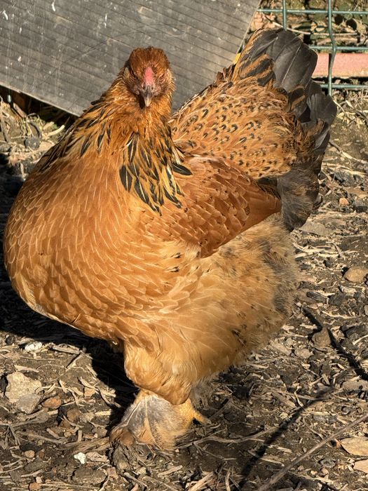 Gaini brahma colorate