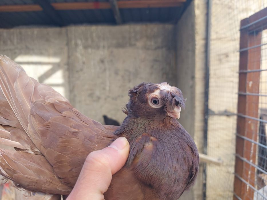 Голуби           .