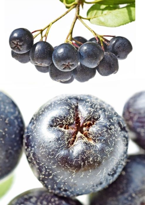 Arbuști Fructiferi (Aronia )