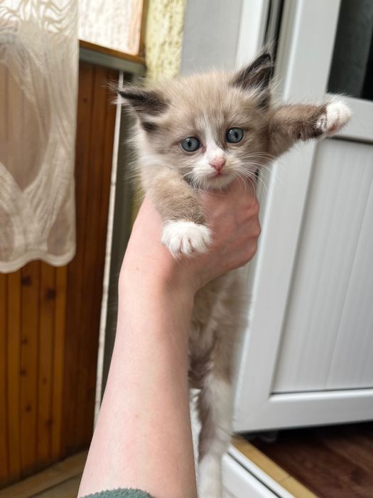 Отдам котят в добрые руки