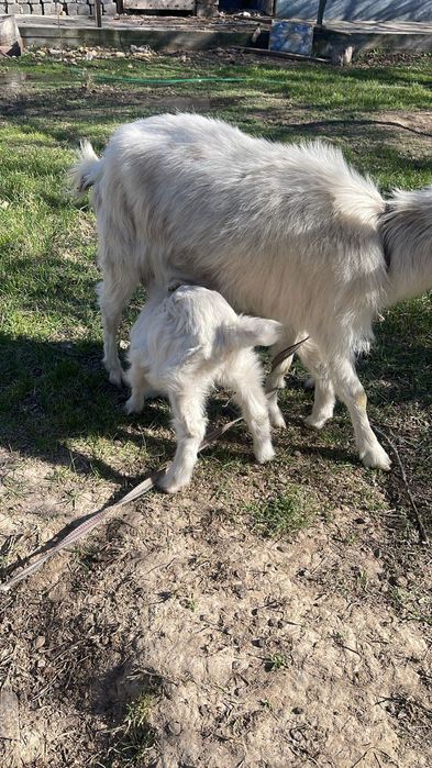 Орыс ешкісі 2 лағымен сатылады | Продается русская коза с двумя козлят