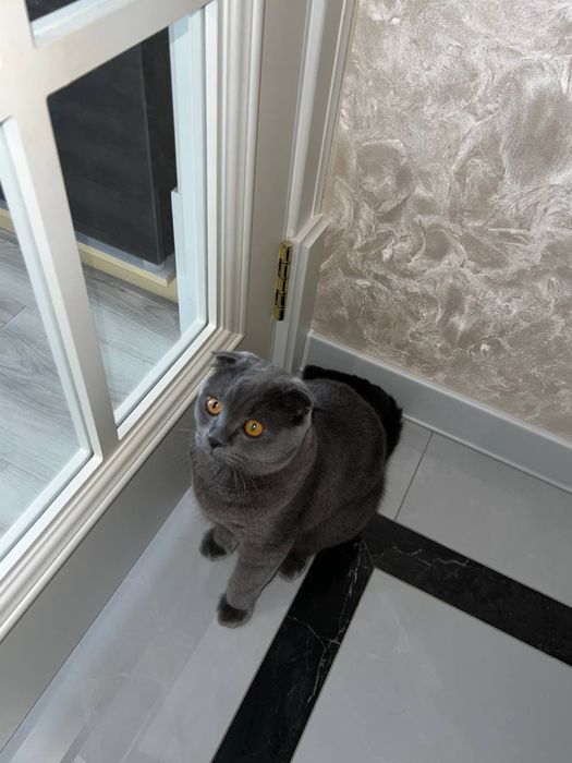 Шотландский вислоухий кот (Scottish Fold) для вязки