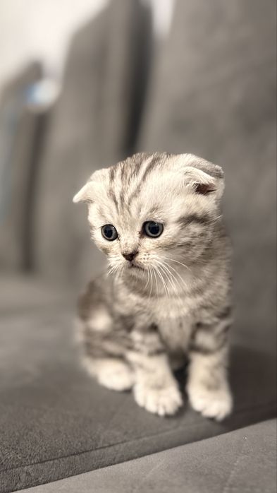 Продам шотландских котят