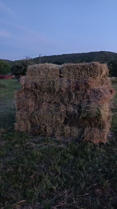 Vând baloți de lucernă
