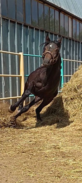 Лошади ,верховые ,упряжеые