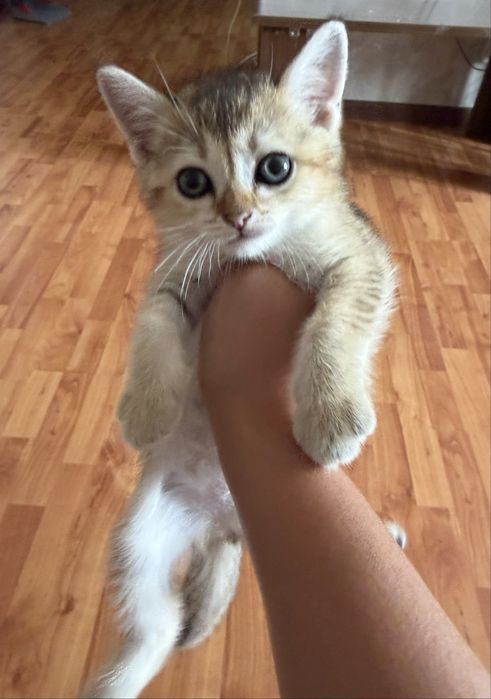 Продам котят британцы