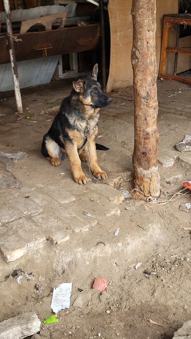 Nemiski afcharka doza paroda shu oyni 24 da 5 oyli boladi