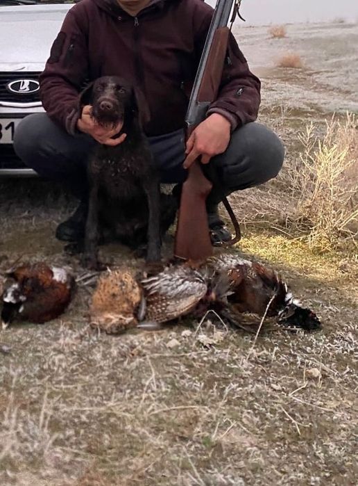 Дратхаар күшік сатылады