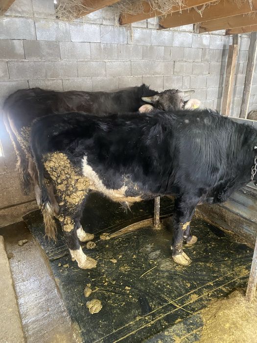 Бык Алатауской породы