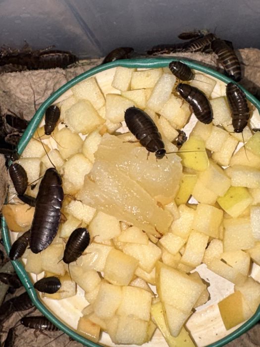 Мраморные тараканы Elite +