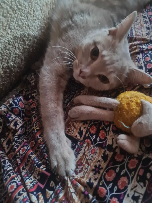 Молодая кошечка в добрые руки