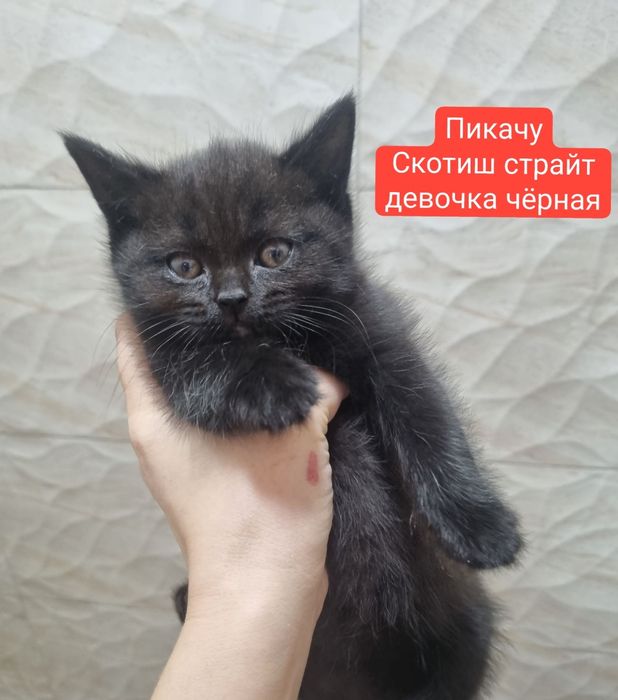 Отдаются породистые котята (скотиш страйт) в добрые руки.
О