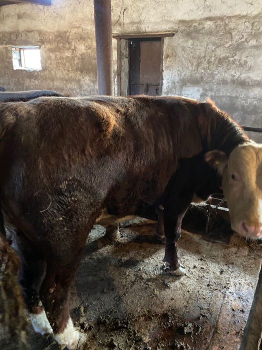 Бычоктар сатылады откорм