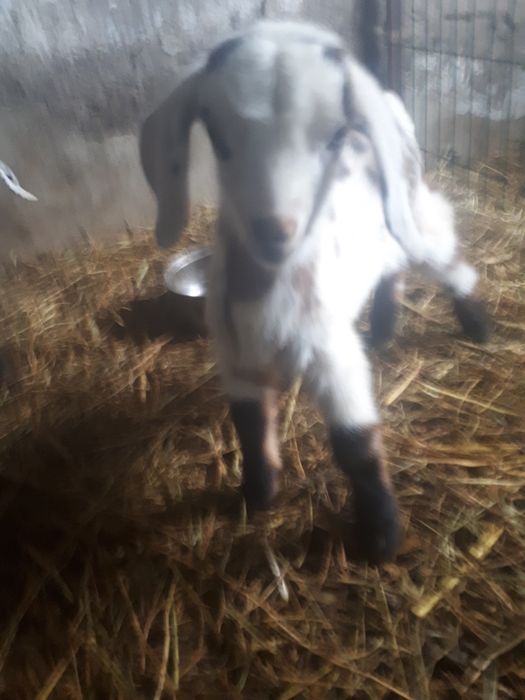 Англо нубийская коза с козленком.