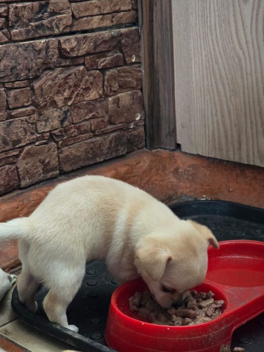 Продаются щенки чихуахуа