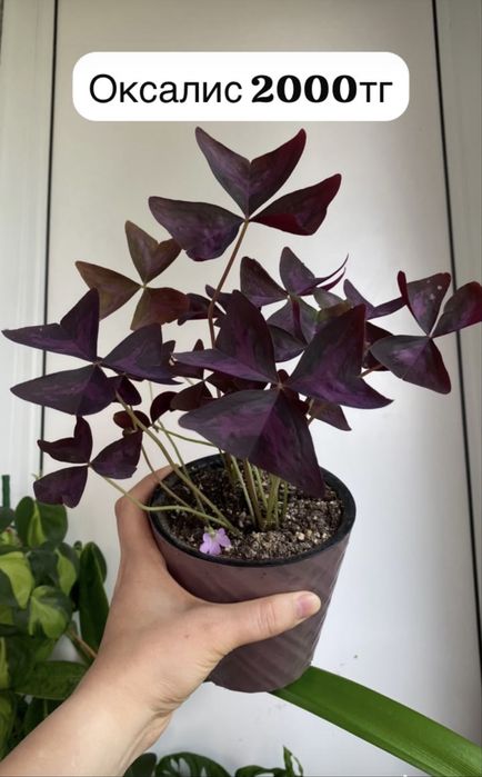 Комнатные растения