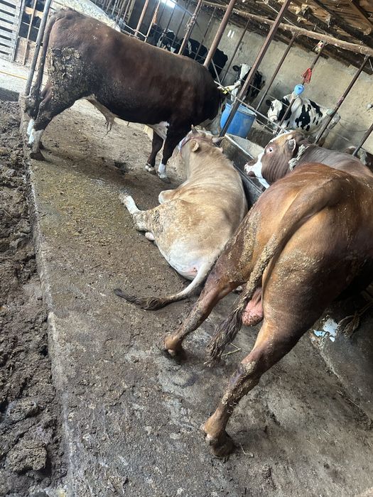 Ак бас Бука 8 бас