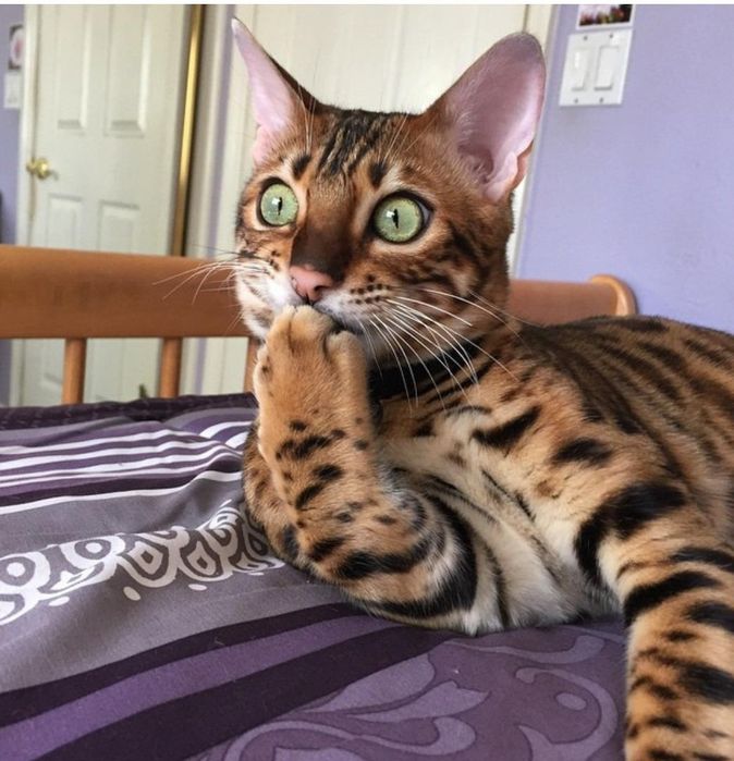 БЕНГАЛЬСКИЕ - котята ! Бронь и Готовые