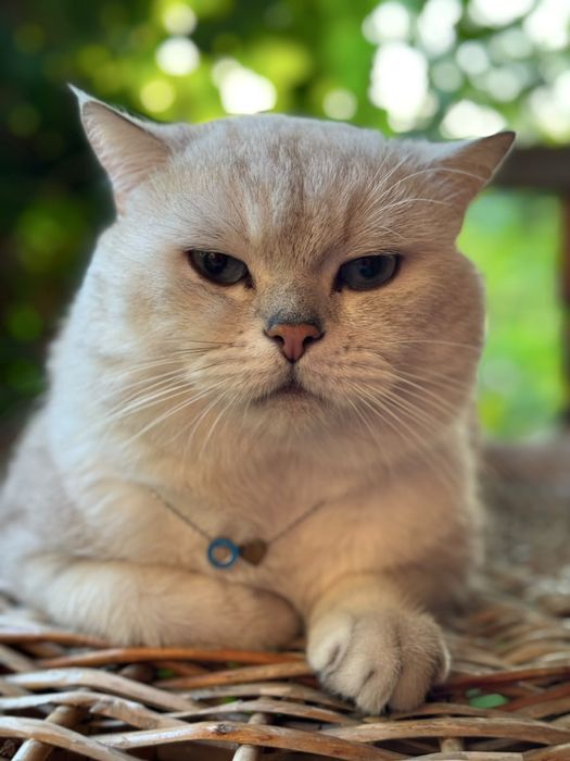 Продается котята !