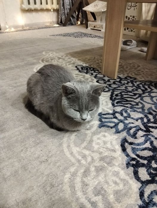 Вязка, кошка порода британская короткошерстка