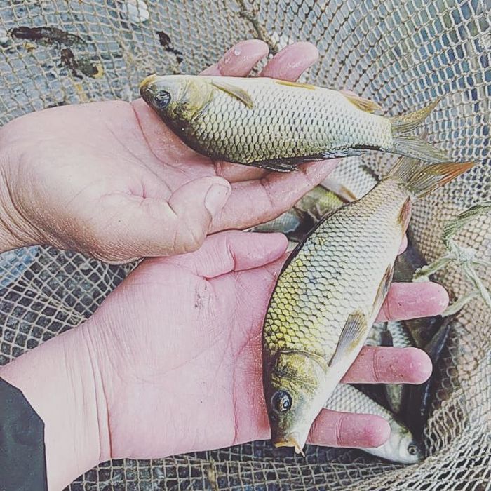 Балик сотилади  сазан Талсталоб амур