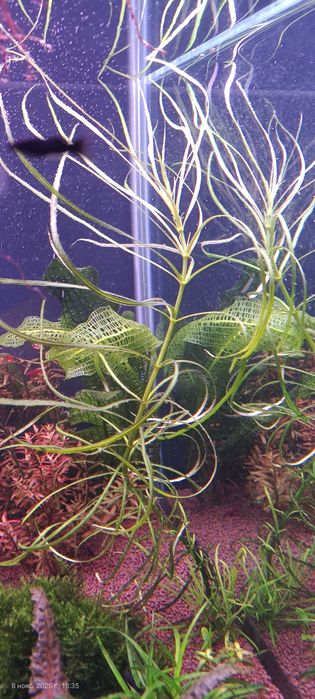 Растения для аквариума