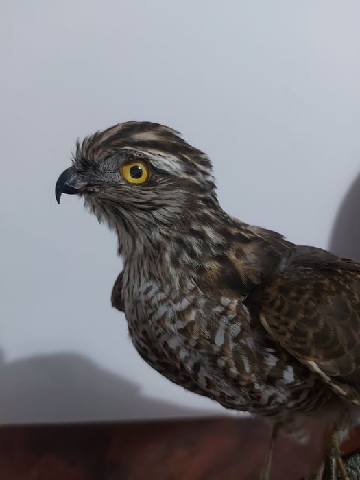 Uliu pasarar impaiat UP1