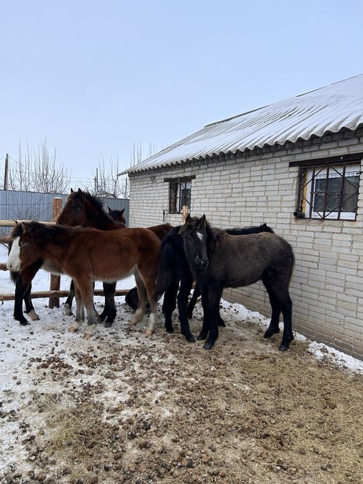 Продам жеребят пять голов