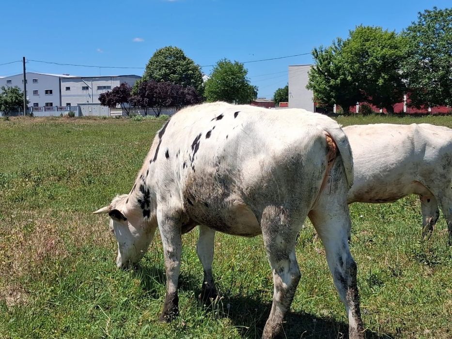 Vând 5 vaci gestante