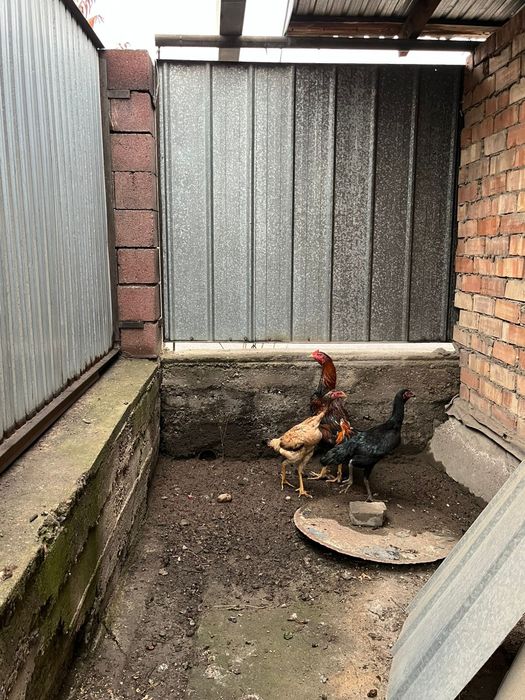 Дакан бойцовский