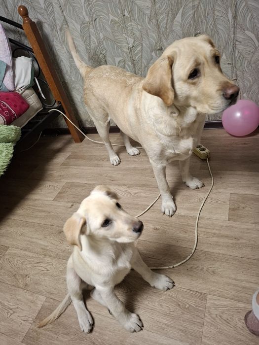 Продам щенка лабрадора