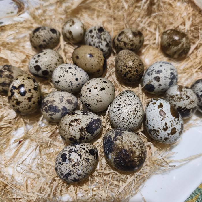 Яйца от пъдпъдъци