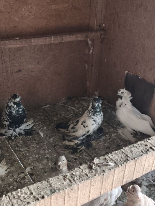 Porumbei uriași maghiari