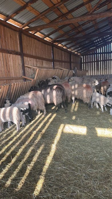 Vand oi cu miei 45 bucati