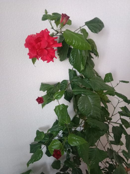 Цветы комнатные не дорого