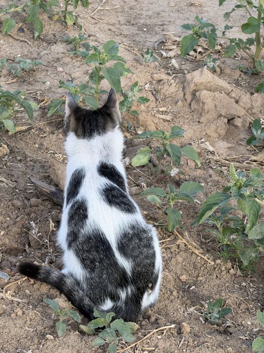 Отдаем котят в добрые руки