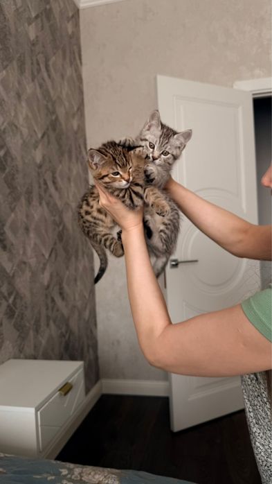 Продаю котят 2 месяца
