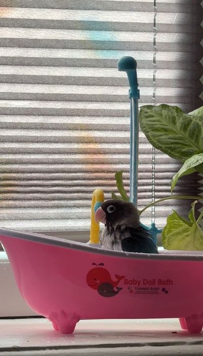 Продается попугай неразлучник с клеткой, игрушками и кормом