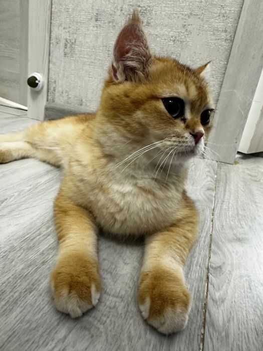 Британская золотая шиншилла, ny11 ny12, 6 месяца мальчик