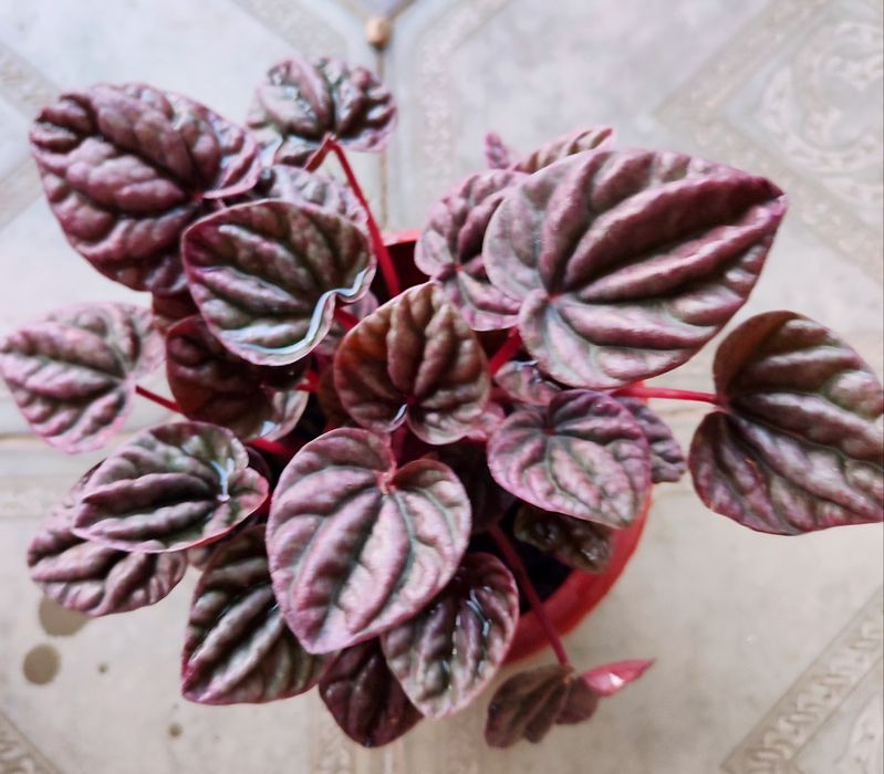 Цветы на подарок от 500 и выше