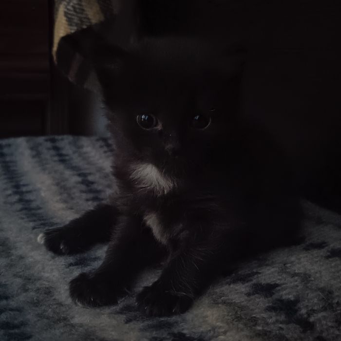 2 котёнка мальчик, девочка