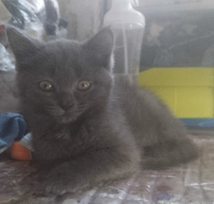 Отдам кошечку в добрые руки