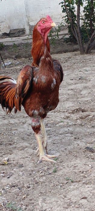 Продам бойцов ого петуха